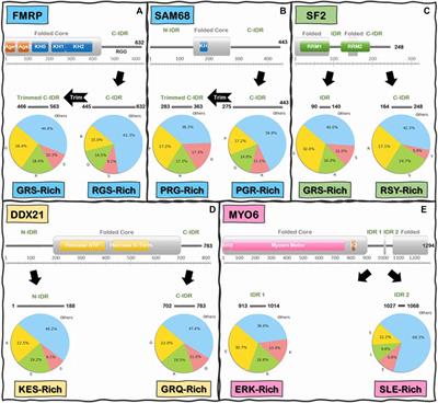 A Tale of Loops and Tails: The Role of Intrinsically Disordered Protein Regions in R-Loop Recognition and Phase Separation